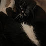 Pierré is registered to the contest to win money with this photo: cat, black_and_white, whiskers, paws, fur, close_up, cuddling, pet, animal, sleeping, indoor, soft, feline, cozy, resting, two_cats, dark, fluffy, companion, cute