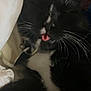 Pierré is registered to the contest to win money with this photo: cat, black_and_white, sleeping, tongue_out, whiskers, close_up, pet, domestic_animal, feline, cozy, bed, blanket, paw, indoor, resting, cute, animal, fur, collar, relaxed