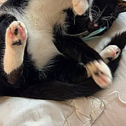 Pierré is registered to the contest to win money with this photo: cat, black_and_white, pets, playful, paw_pads, collar, lying_down, white_blanket, indoor, feline, cute, fur, whiskers, relaxed, animal, bed, cozy, stretching, paw, sleepy