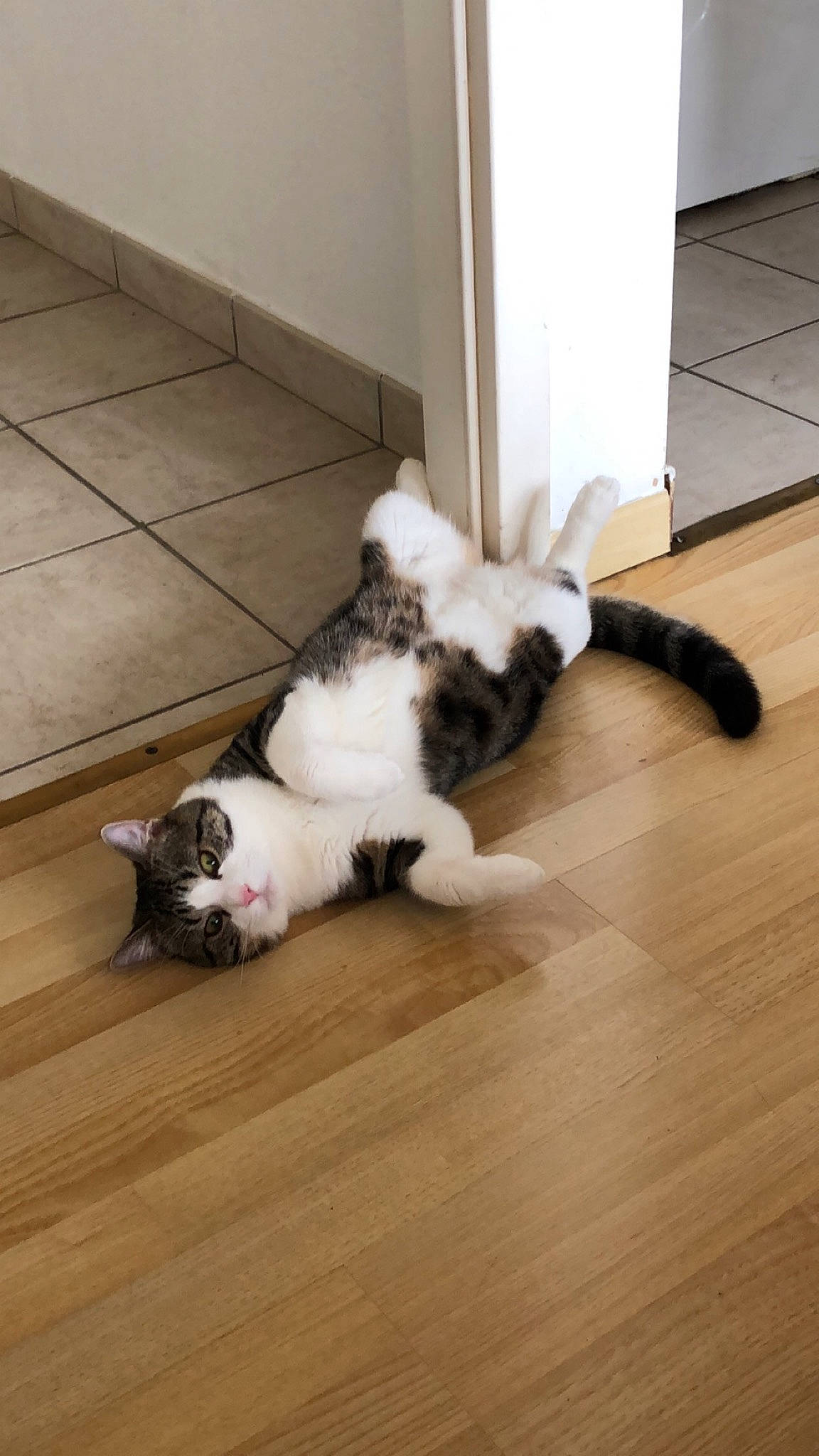 Oggy participe au concours pour gagner de l'argent avec cette photo : canidae, carnivore, cat, dog_breed, fawn, felidae, floor, flooring, fur, laminate_flooring, mammal, norwegian_forest_cat, paw, polydactyl_cat, shih_tzu, small_to_medium_sized_cats, tail, whiskers