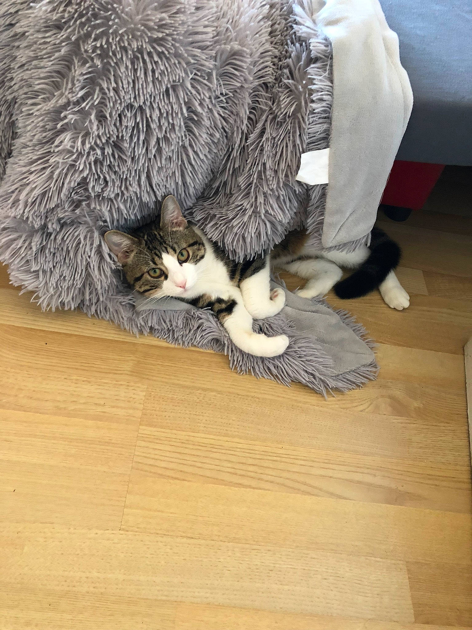 Oggy participe au concours pour gagner de l'argent avec cette photo : carnivore, cat, claw, domestic_short_haired_cat, european_shorthair, felidae, floor, flooring, fur, hardwood, kitten, leg, paw, polydactyl_cat, small_to_medium_sized_cats, tail, whiskers, wood