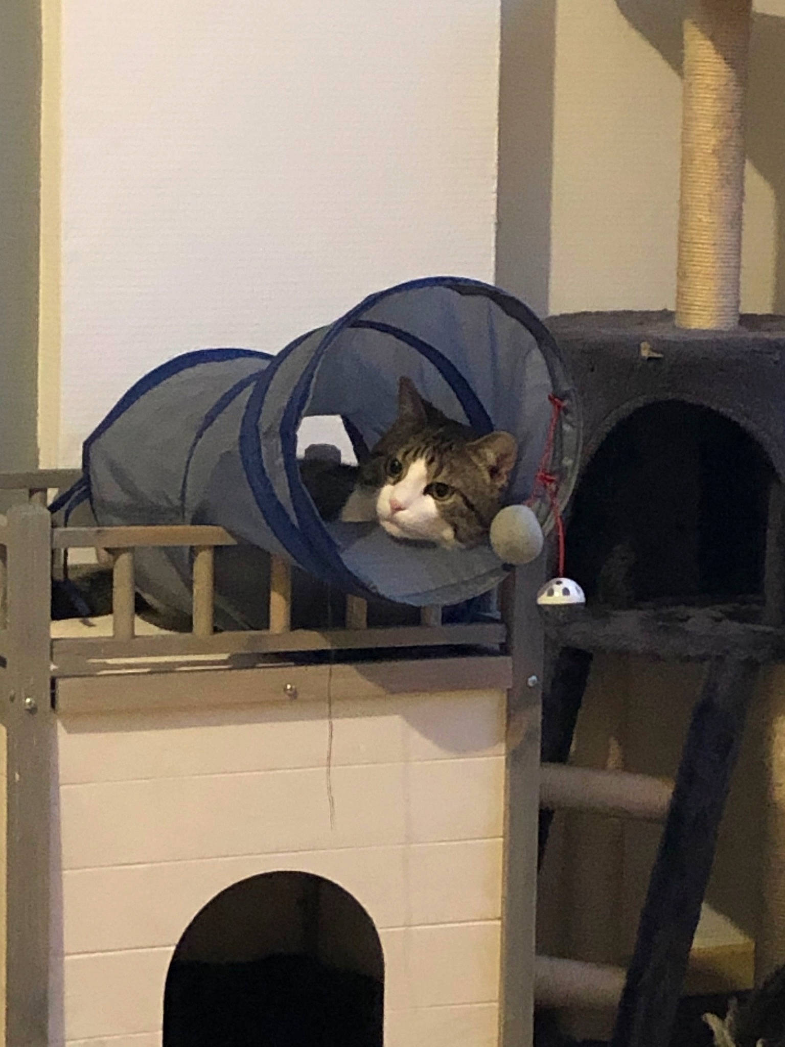 Oggy a rejoint le concours — aidez-le/la à gagner de superbes lots ! carnivore, cat, felidae, kitten, major_appliance, masonry_oven, small_to_medium_sized_cats, washing_machine