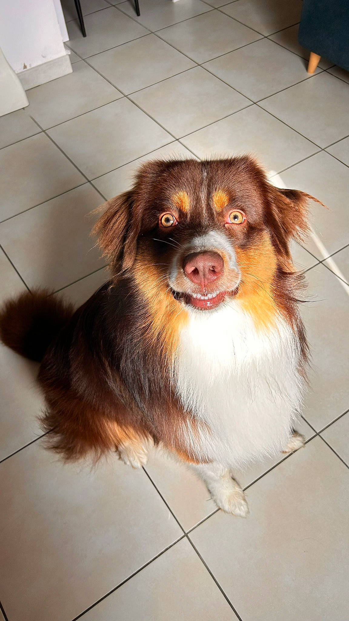 Marley a rejoint le concours — aidez-le/la à gagner de superbes lots ! ball, canidae, carnivore, companion_dog, dog, dog_breed, fawn, flooring, fur, hair, liver, smile, snout, spaniel, sporting_group, terrestrial_animal, tile_flooring, toy_dog, whiskers, working_animal