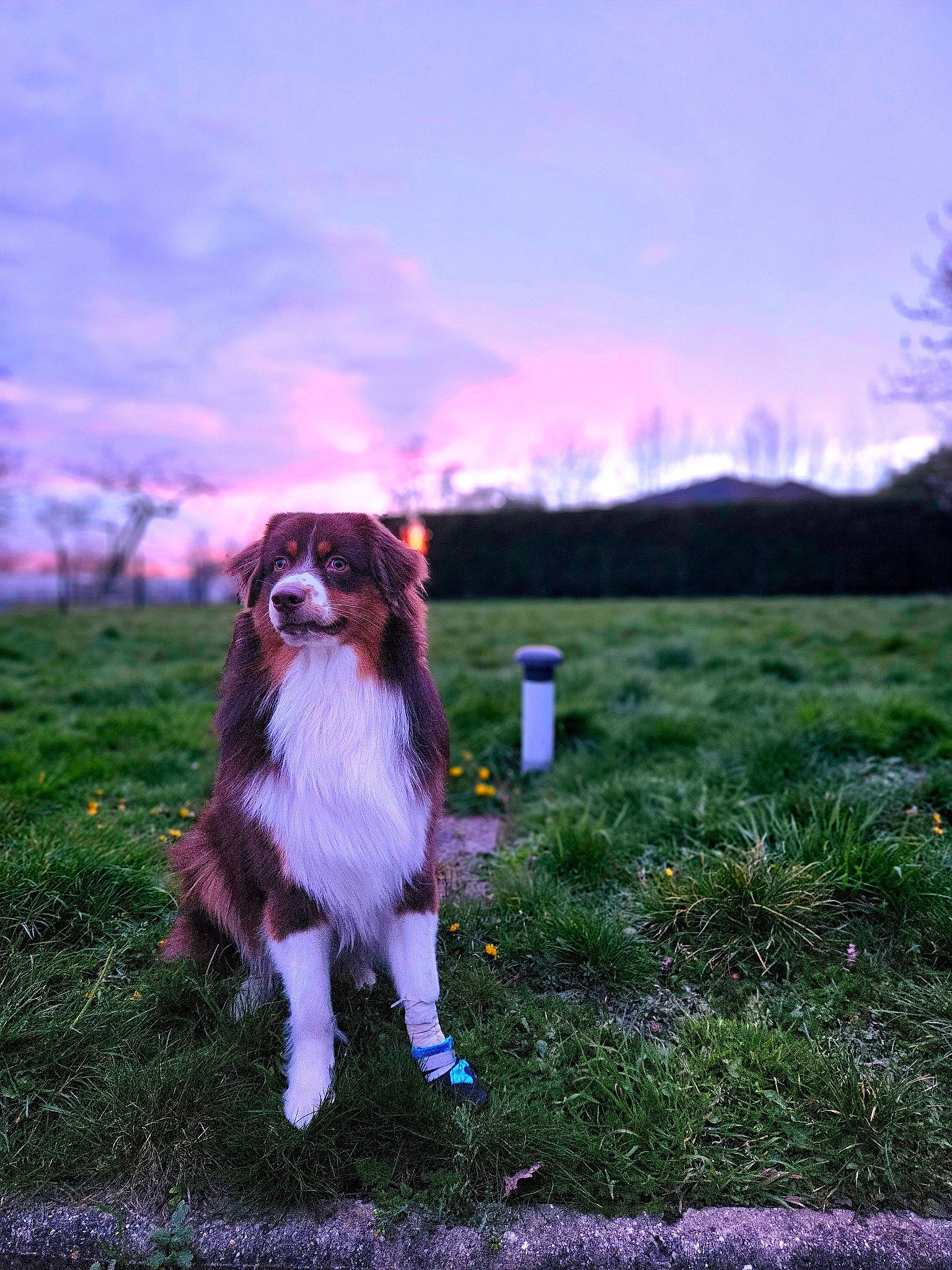 Marley participe au concours pour gagner de l'argent avec cette photo : carnivore, cloud, companion_dog, dog, dog_breed, fawn, field, grass, grassland, gun_dog, landscape, liver, natural_landscape, papillon, plant, sky, sporting_group, sunlight, tail, tree
