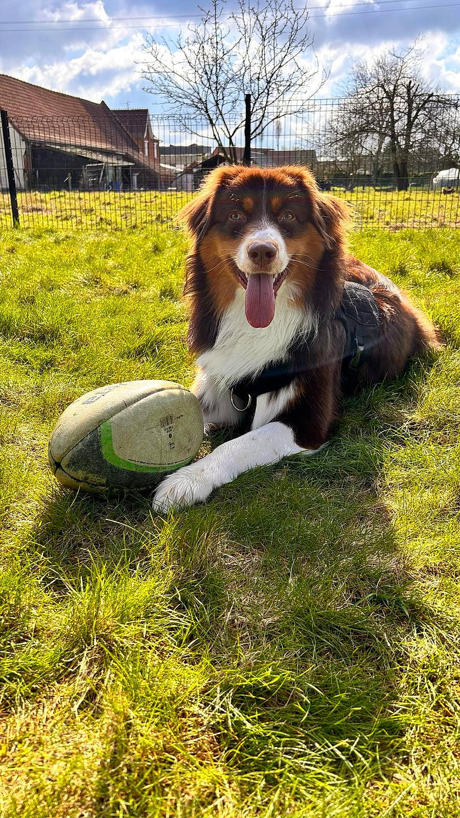 Marley participe au concours pour gagner de l'argent avec cette photo : canidae, carnivore, cloud, companion_dog, dog, dog_breed, fur, grass, grassland, happy, herding_dog, landscape, liver, pasture, plant, shetland_sheepdog, sky, smile, sporting_group, tree