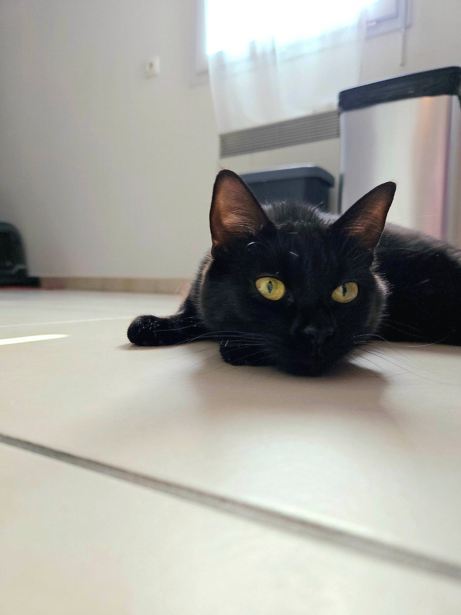 Taya participe au concours pour gagner de l'argent avec cette photo : black_cat, bombay, carnivore, cat, domestic_short_haired_cat, felidae, floor, flooring, fur, hardwood, paw, room, small_to_medium_sized_cats, snout, tail, whiskers, wood