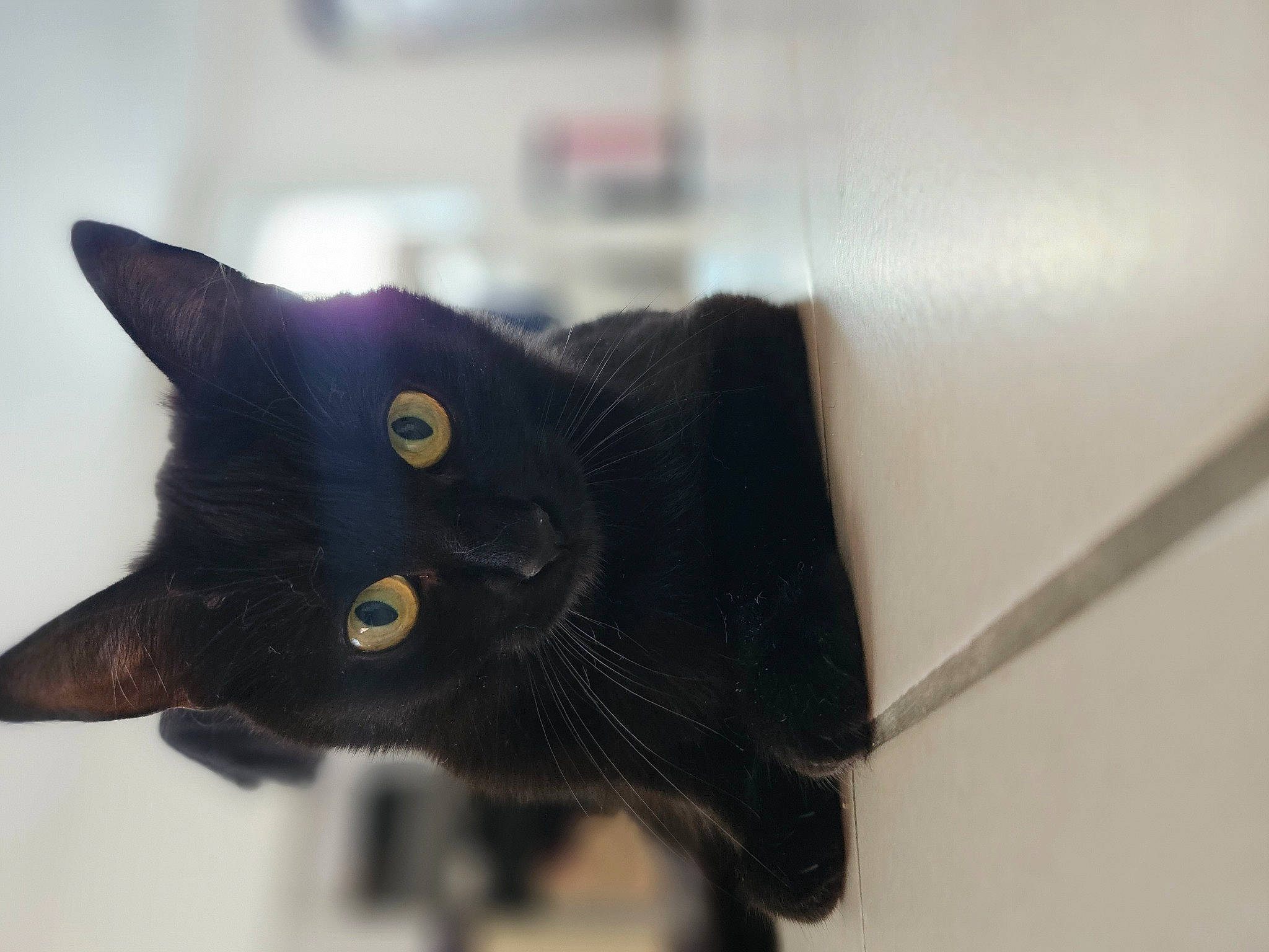 Taya participe au concours pour gagner de l'argent avec cette photo : black_cat, bombay, carnivore, cat, domestic_short_haired_cat, electric_blue, felidae, fur, handwriting, small_to_medium_sized_cats, snout, terrestrial_animal, whiskers