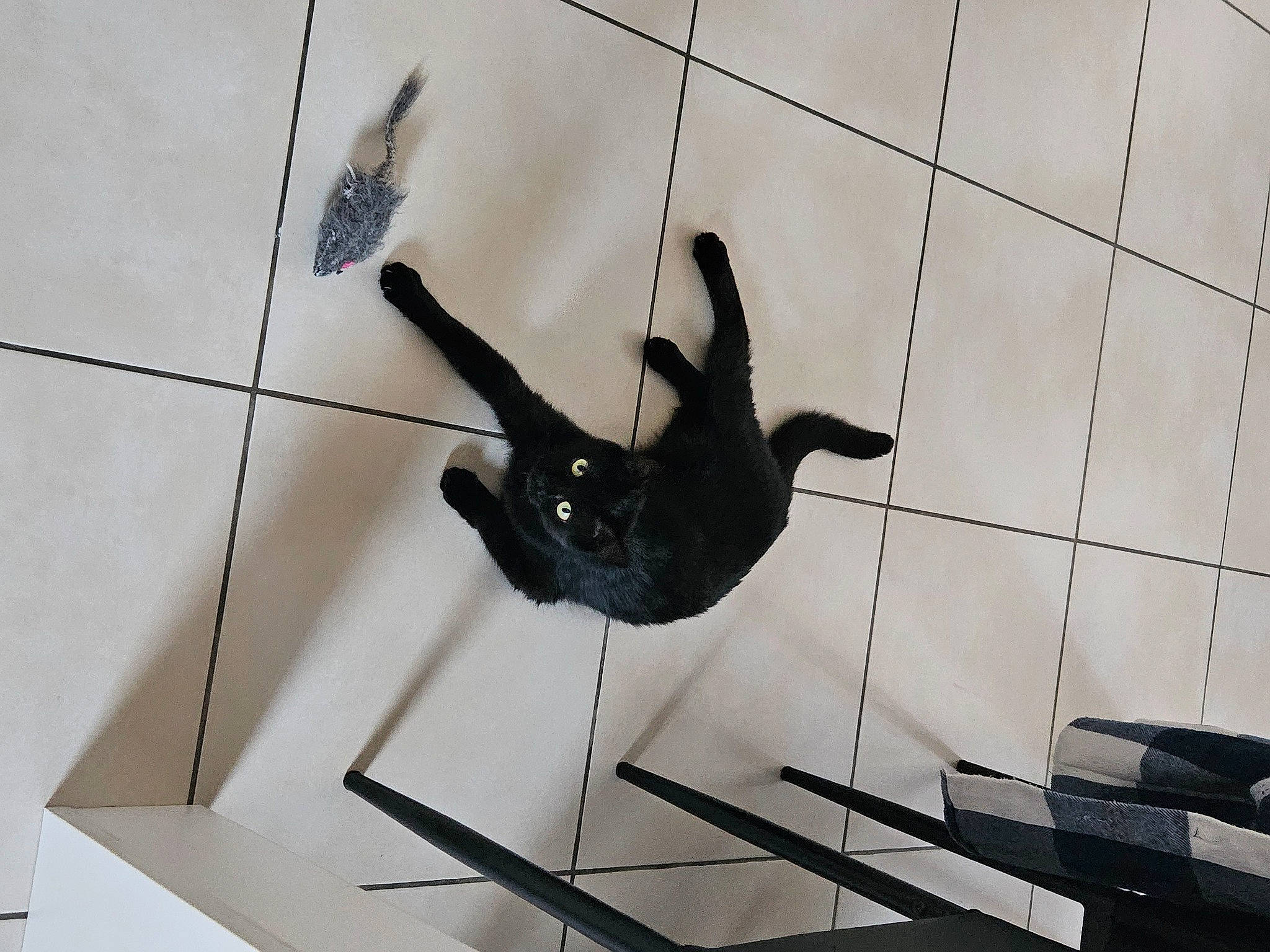 Taya participe au concours pour gagner de l'argent avec cette photo : art, balance, chair, flooring, font, metal, monochrome_photography, pattern, shadow, tail, tile, visual_arts, wing