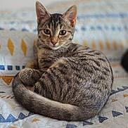 Athéna participe au concours pour gagner de l'argent avec cette photo : cat, kitten, tabby, striped, pet, animal, curled_up, bed, blanket, indoor, portrait, whiskers, ears, tail, cozy, resting, looking_at_camera, shallow_depth_of_field, fur, cute