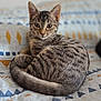 cat, kitten, tabby, striped, pet, animal, curled_up, bed, blanket, indoor, portrait, whiskers, ears, tail, cozy, resting, looking_at_camera, shallow_depth_of_field, fur, cute
