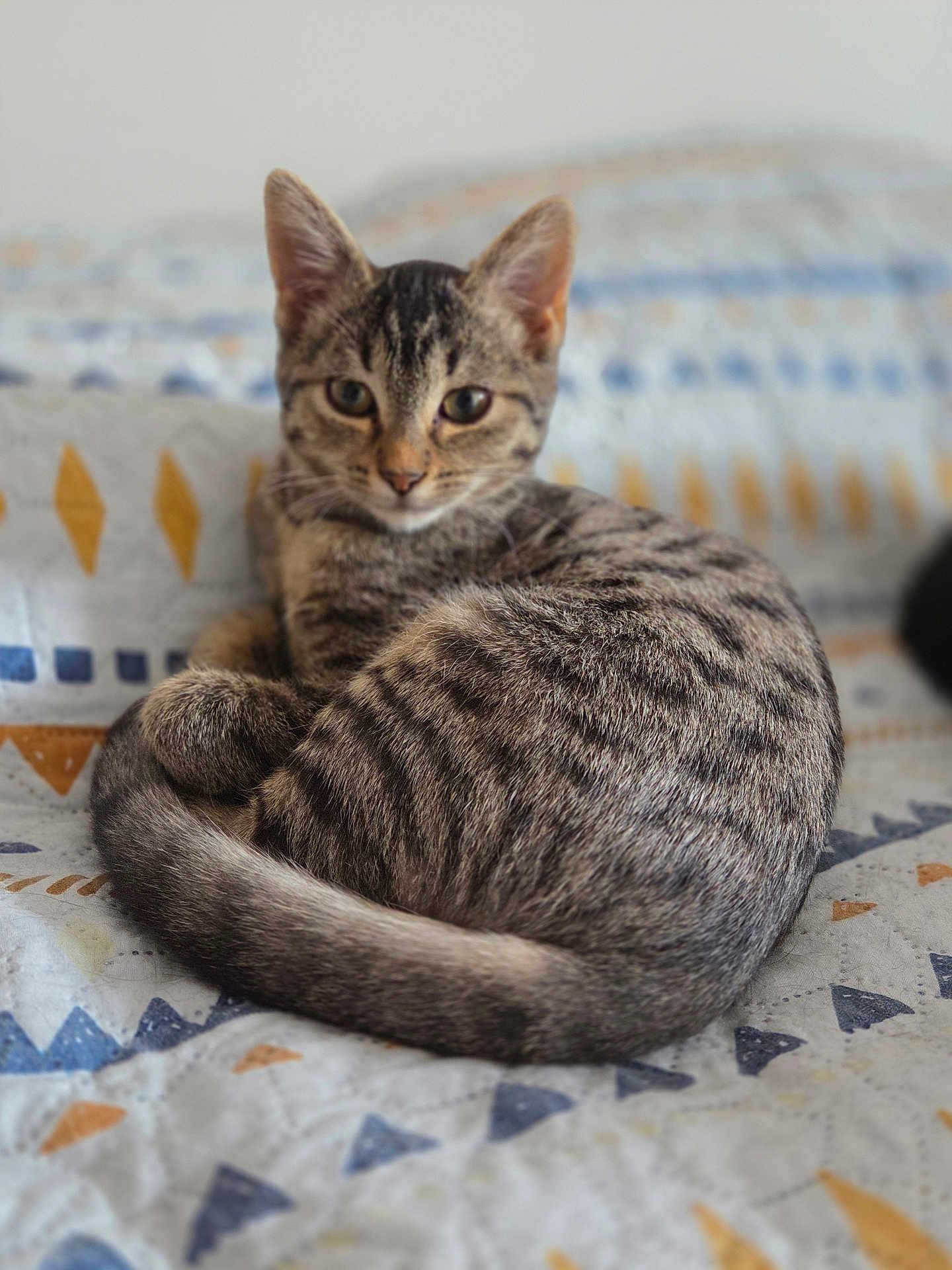 Athéna participe au concours pour gagner de l'argent avec cette photo : cat, kitten, tabby, striped, pet, animal, curled_up, bed, blanket, indoor, portrait, whiskers, ears, tail, cozy, resting, looking_at_camera, shallow_depth_of_field, fur, cute