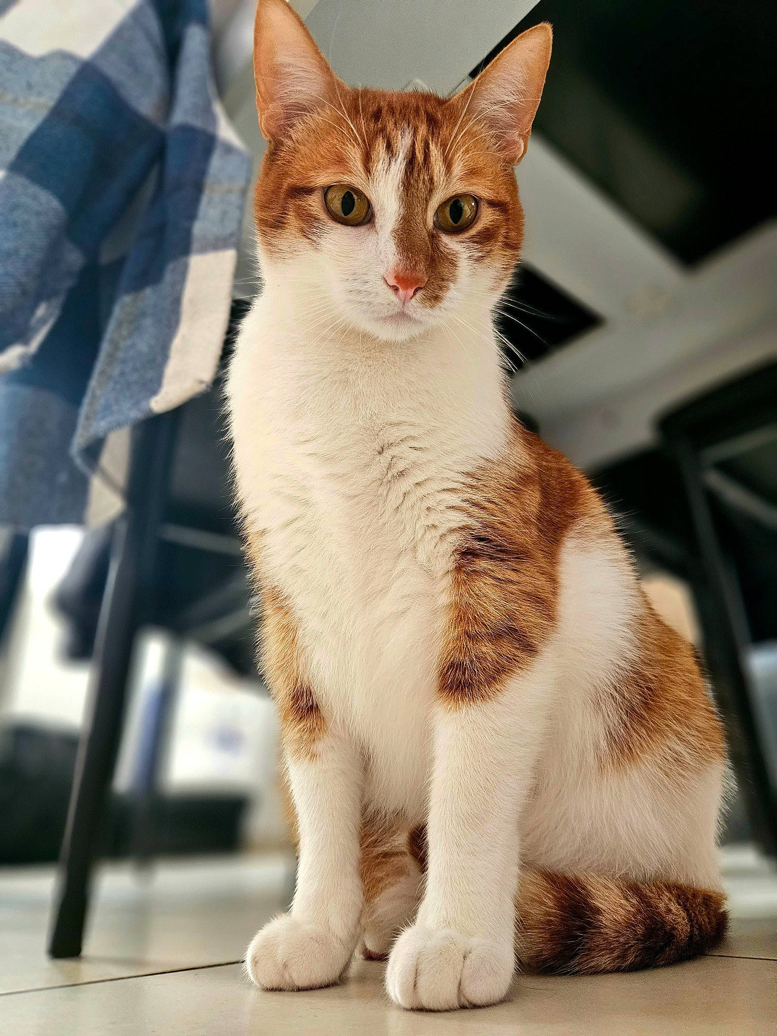 Rasta a rejoint le concours — aidez-le/la à gagner de superbes lots ! carnivore, cat, claw, domestic_short_haired_cat, eye, fawn, felidae, foot, fur, human_body, human_leg, paw, sitting, small_to_medium_sized_cats, snout, tail, terrestrial_animal, whiskers, window