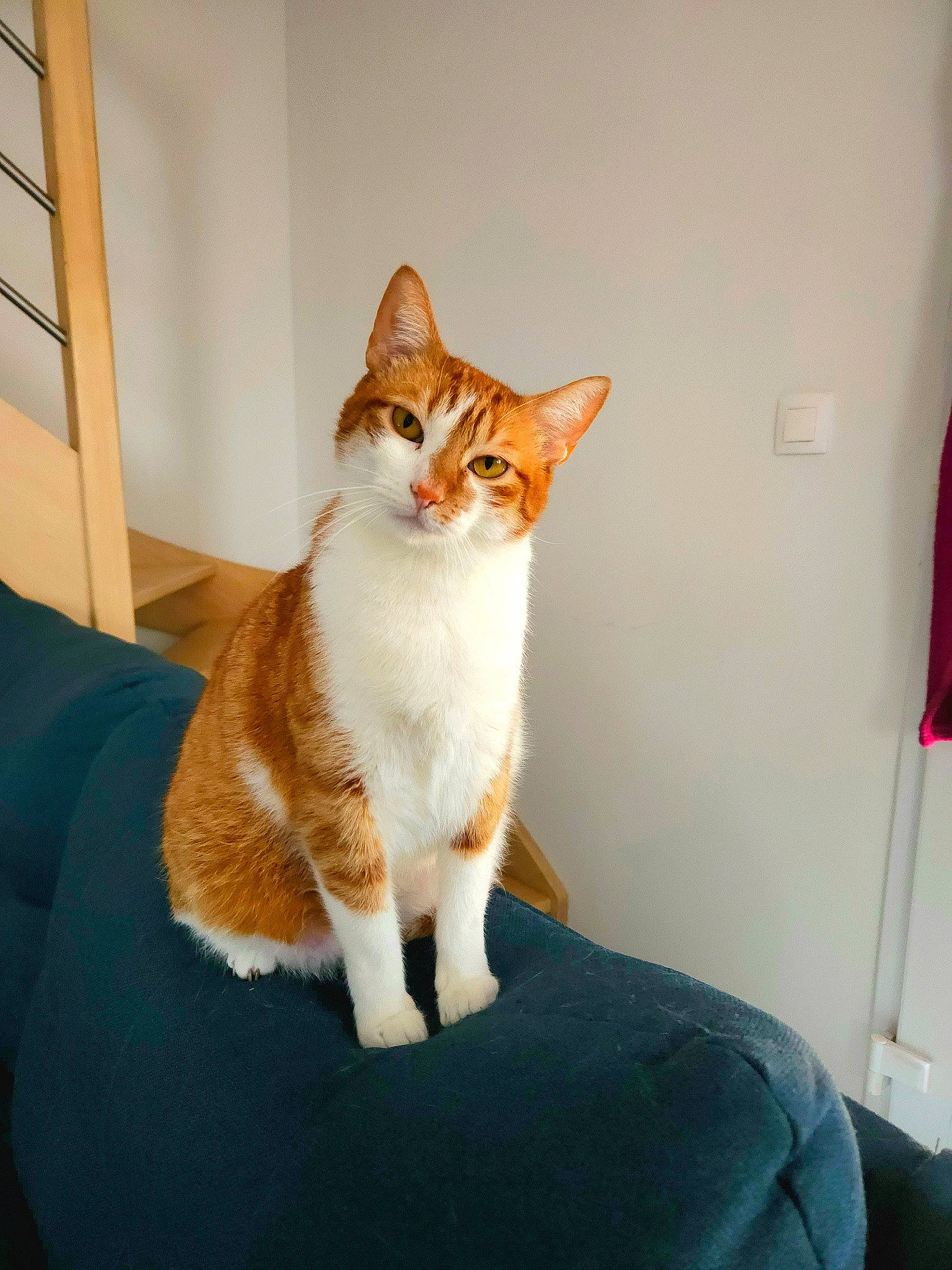 Rasta participe au concours pour gagner de l'argent avec cette photo : art, carnivore, cat, comfort, domestic_short_haired_cat, fawn, felidae, fur, hardwood, paw, room, sitting, small_to_medium_sized_cats, snout, tail, terrestrial_animal, whiskers, window, wood