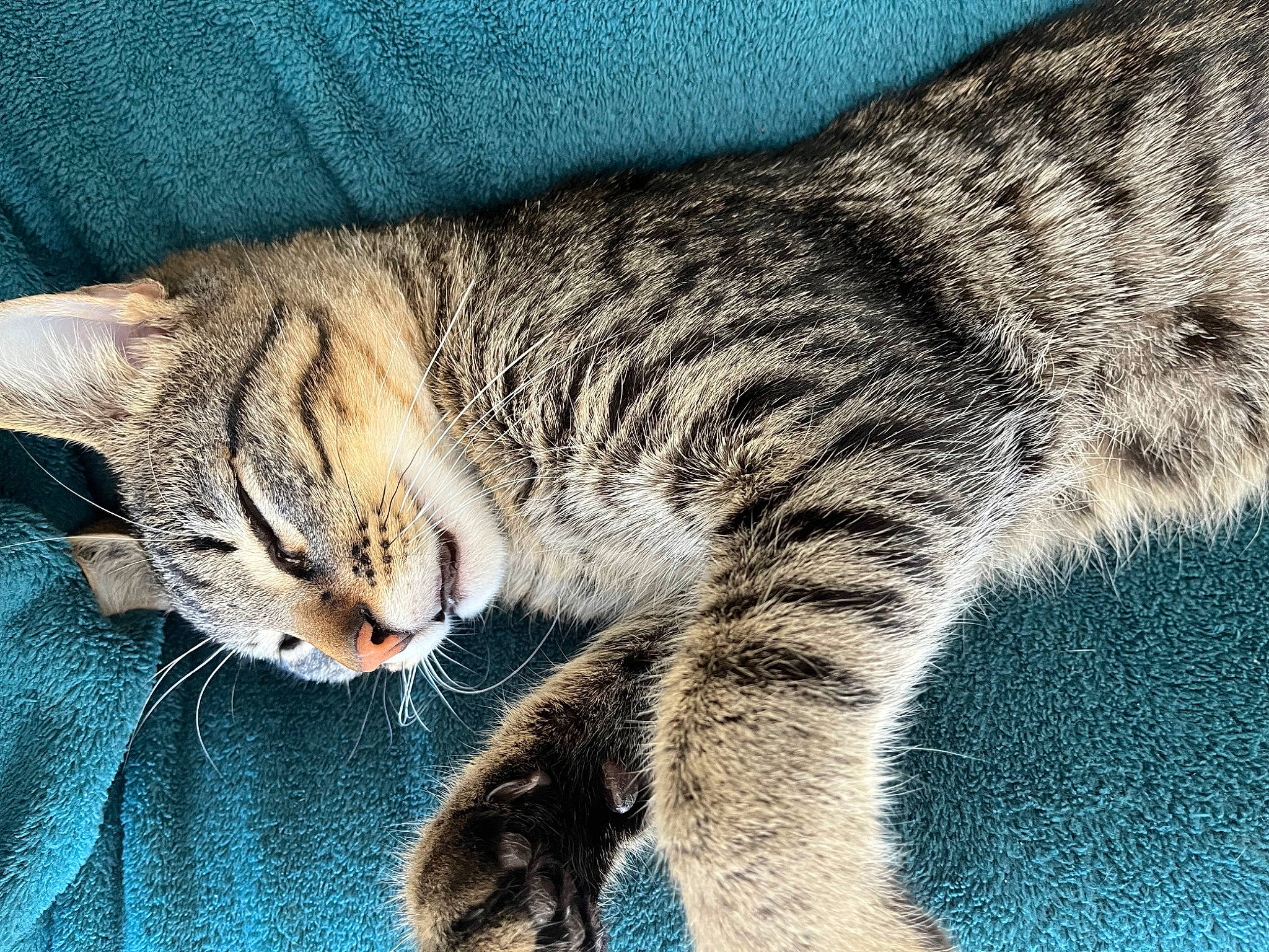 Ice Tea a rejoint le concours — aidez-le/la à gagner de superbes lots ! carnivore, cat, claw, domestic_short_haired_cat, eye, felidae, fur, grass, mammal, nap, paw, small_to_medium_sized_cats, snout, tail, terrestrial_animal, tree, vertebrate, whiskers, wildlife