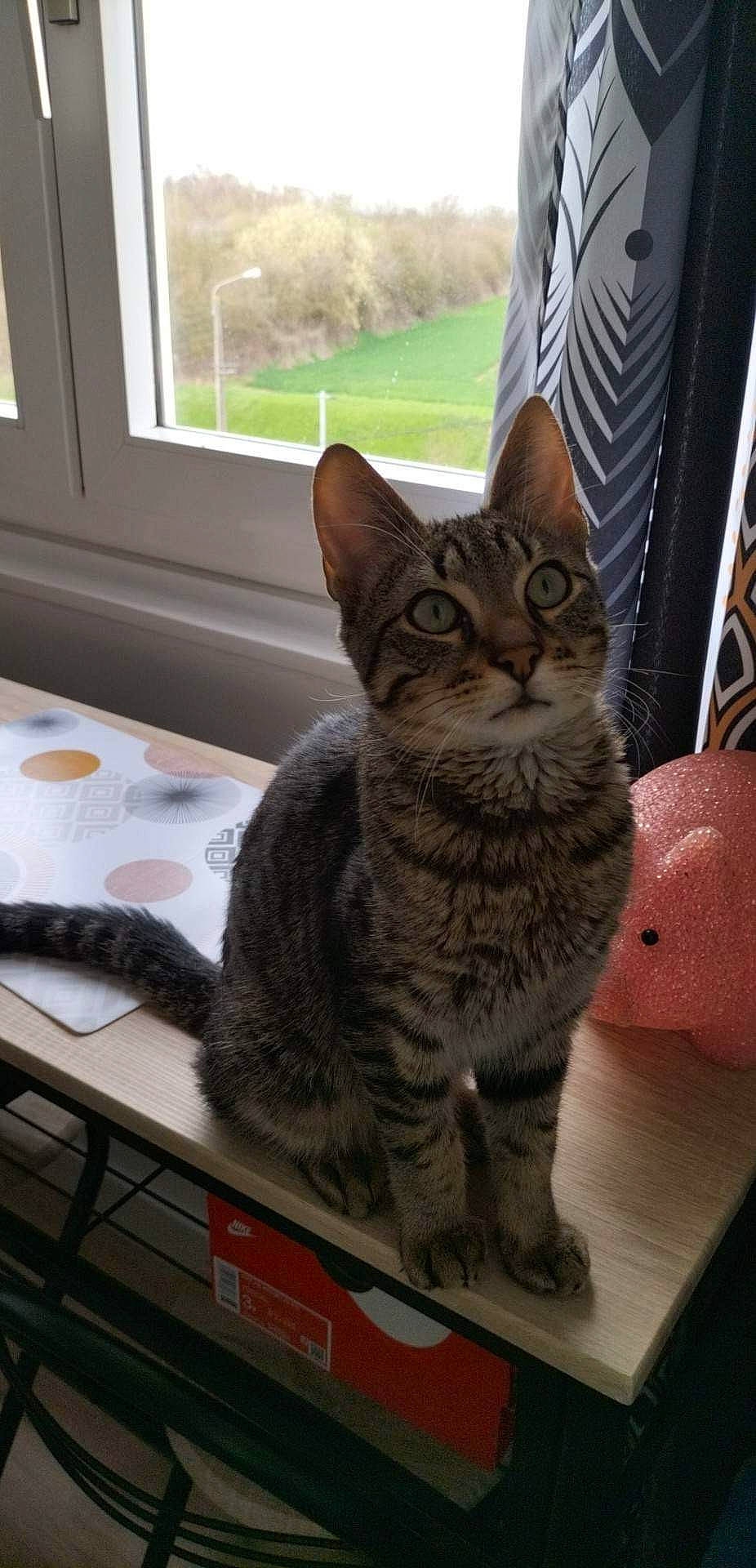 Ice Tea participe au concours pour gagner de l'argent avec cette photo : carnivore, cat, comfort, desk, domestic_short_haired_cat, felidae, flooring, fur, hardwood, paw, plant, sitting, small_to_medium_sized_cats, snout, table, tail, terrestrial_animal, whiskers, window, wood