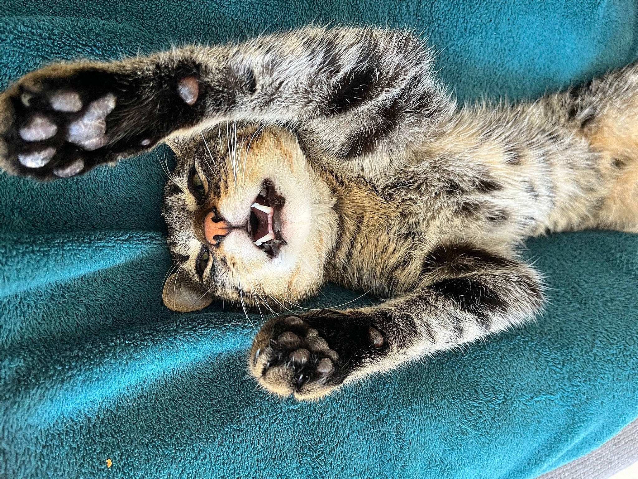 Ice Tea participe au concours pour gagner de l'argent avec cette photo : carnivore, cat, claw, domestic_short_haired_cat, felidae, fur, nap, paw, sleep, small_to_medium_sized_cats, snout, tail, terrestrial_animal, whiskers, wildlife