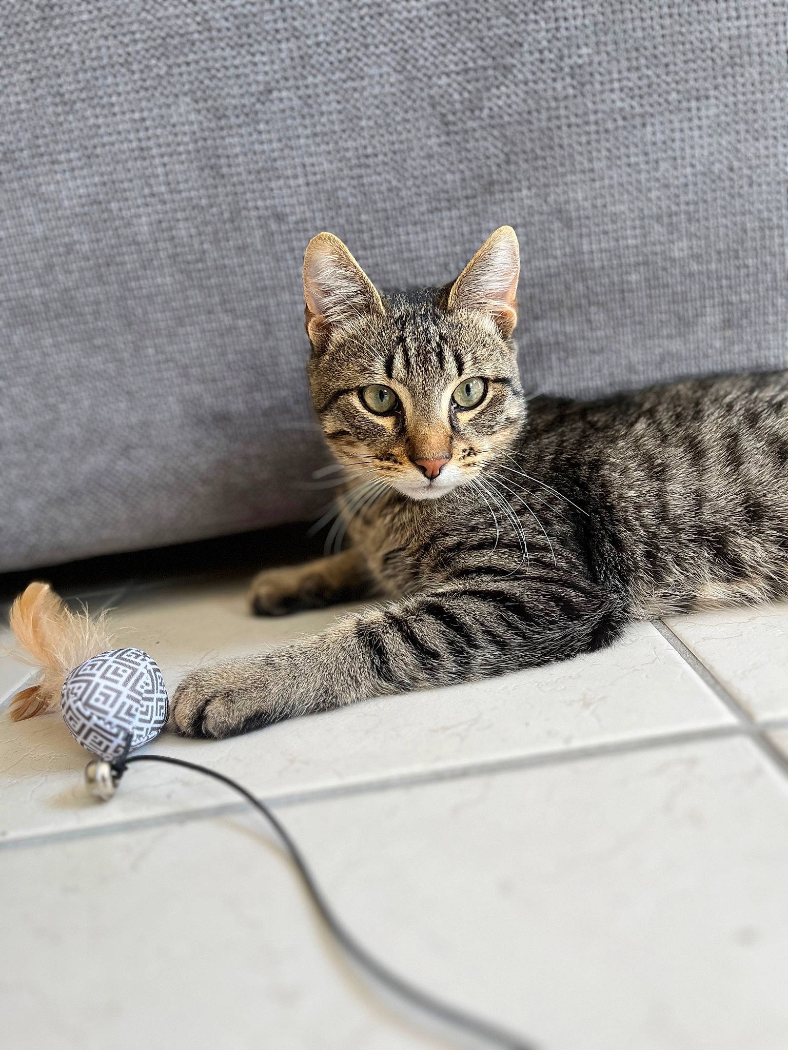 Ice Tea participe au concours pour gagner de l'argent avec cette photo : cable, carnivore, cat, claw, couch, domestic_short_haired_cat, fashion_accessory, felidae, fur, metal, paw, rectangle, sitting, small_to_medium_sized_cats, snout, tail, terrestrial_animal, whiskers, wildlife, wire