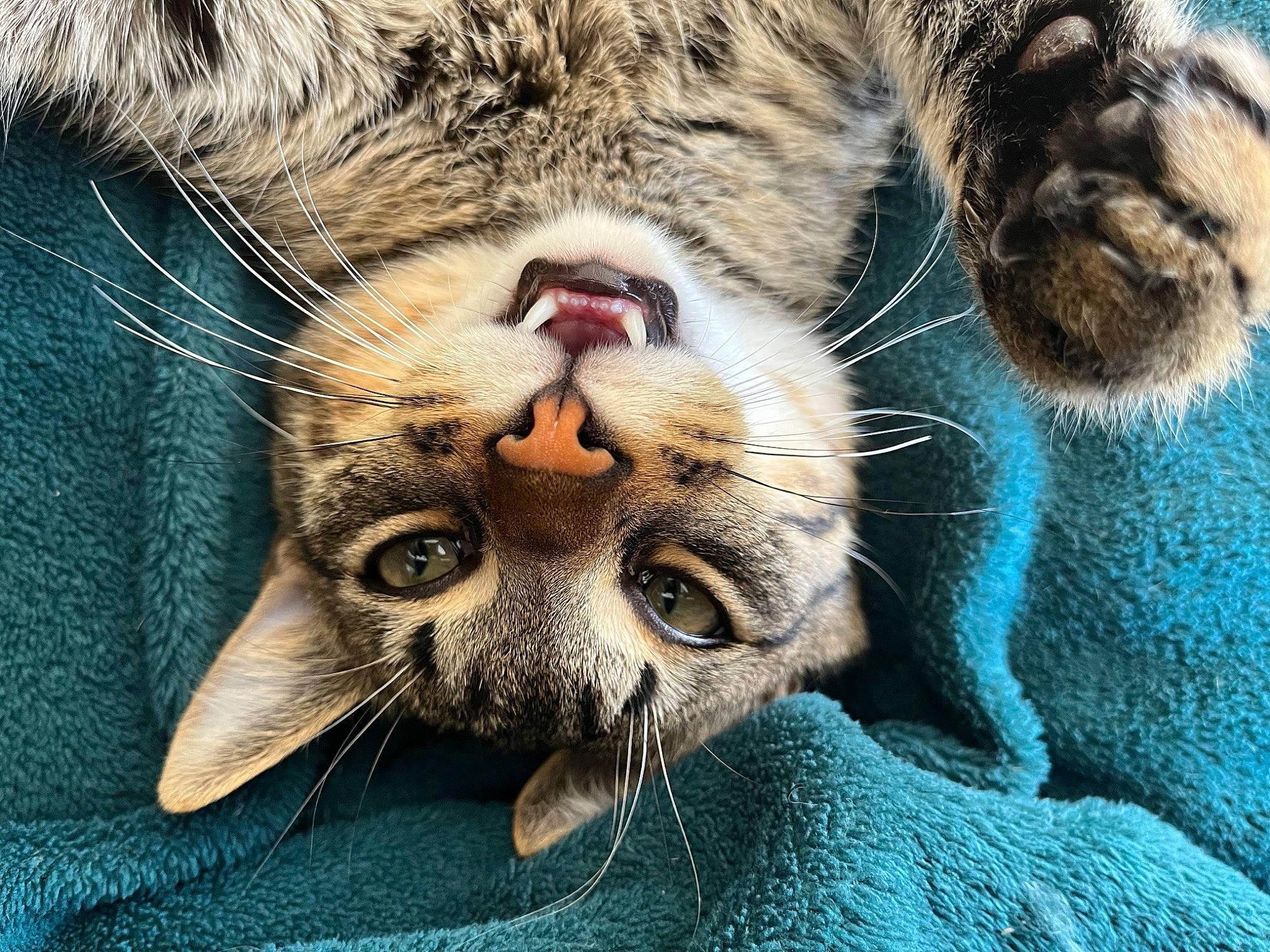 Ice Tea participe au concours pour gagner de l'argent avec cette photo : big_cats, carnivore, cat, claw, close_up, domestic_short_haired_cat, eye, fang, felidae, fur, grass, head, nose, paw, small_to_medium_sized_cats, snout, terrestrial_animal, whiskers, wildlife, wrinkle