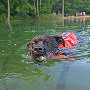 Goose joined the competition — help win amazing prizes! dog, swimming, life_jacket, water, lake, green_water, forest, trees, outdoor, nature, animal, pet, canine, summer, recreation, hand, human, leash, reflection, daytime