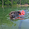 dog, swimming, life_jacket, water, lake, green_water, forest, trees, outdoor, nature, animal, pet, canine, summer, recreation, hand, human, leash, reflection, daytime
