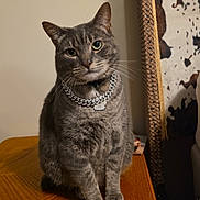 Maverick is registered to the contest to win money with this photo: cat, gray_tabby, table, wooden_table, collar, chain_collar, indoor, furniture, pet, animal, sitting, looking_at_camera, whiskers, ears, face, eyes, fur, decoration, painting, wall_hanging