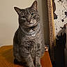 cat, gray_tabby, table, wooden_table, collar, chain_collar, indoor, furniture, pet, animal, sitting, looking_at_camera, whiskers, ears, face, eyes, fur, decoration, painting, wall_hanging