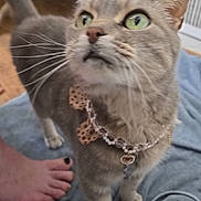 Sativa joined the competition — help win amazing prizes! cat, grey_cat, green_eyes, collar, bow, beaded_collar, pet, indoor, blanket, foot, toenails, barefoot, wooden_floor, curious, close_up, whiskers, feline, domestic_cat, looking_up, home