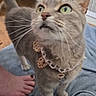 cat, grey_cat, green_eyes, collar, bow, beaded_collar, pet, indoor, blanket, foot, toenails, barefoot, wooden_floor, curious, close_up, whiskers, feline, domestic_cat, looking_up, home