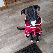 Dj is registered to the contest to win money with this photo: dog, black_dog, puppy, hoodie, red_clothing, indoor, wooden_floor, floor_vent, curious, pet, animal, home, cozy, ears, sitting, looking_up, floor, door, decor, casual