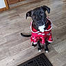 dog, black_dog, puppy, hoodie, red_clothing, indoor, wooden_floor, floor_vent, curious, pet, animal, home, cozy, ears, sitting, looking_up, floor, door, decor, casual