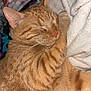 cat, orange_tabby, sleeping, cozy, blanket, fur, pet, domestic_cat, whiskers, close_up, nap, soft, indoor, relaxing, cute, animal, mammal, feline, rest, comfort