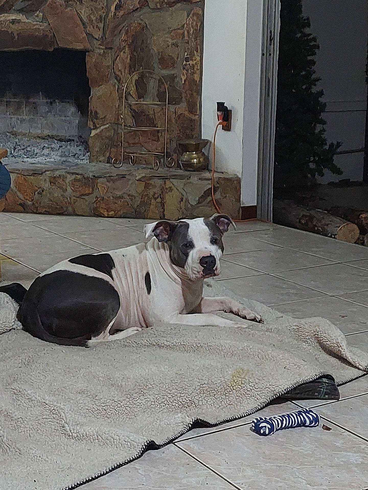 Archer is registered to the contest to win money with this photo: carnivore, collar, companion_dog, concrete, dog, dog_breed, dog_collar, dog_supply, fawn, floor, flooring, grey, linens, pet_supply, plant, road_surface, snout, sporting_group, wood, working_animal