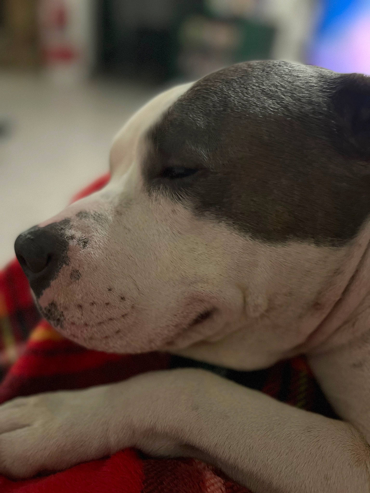 Archer joined the competition — help win amazing prizes! bored, carnivore, collar, comfort, companion_dog, dog, dog_breed, ear, fawn, fur, non_sporting_group, snout, sporting_group, terrestrial_animal, whiskers, working_animal