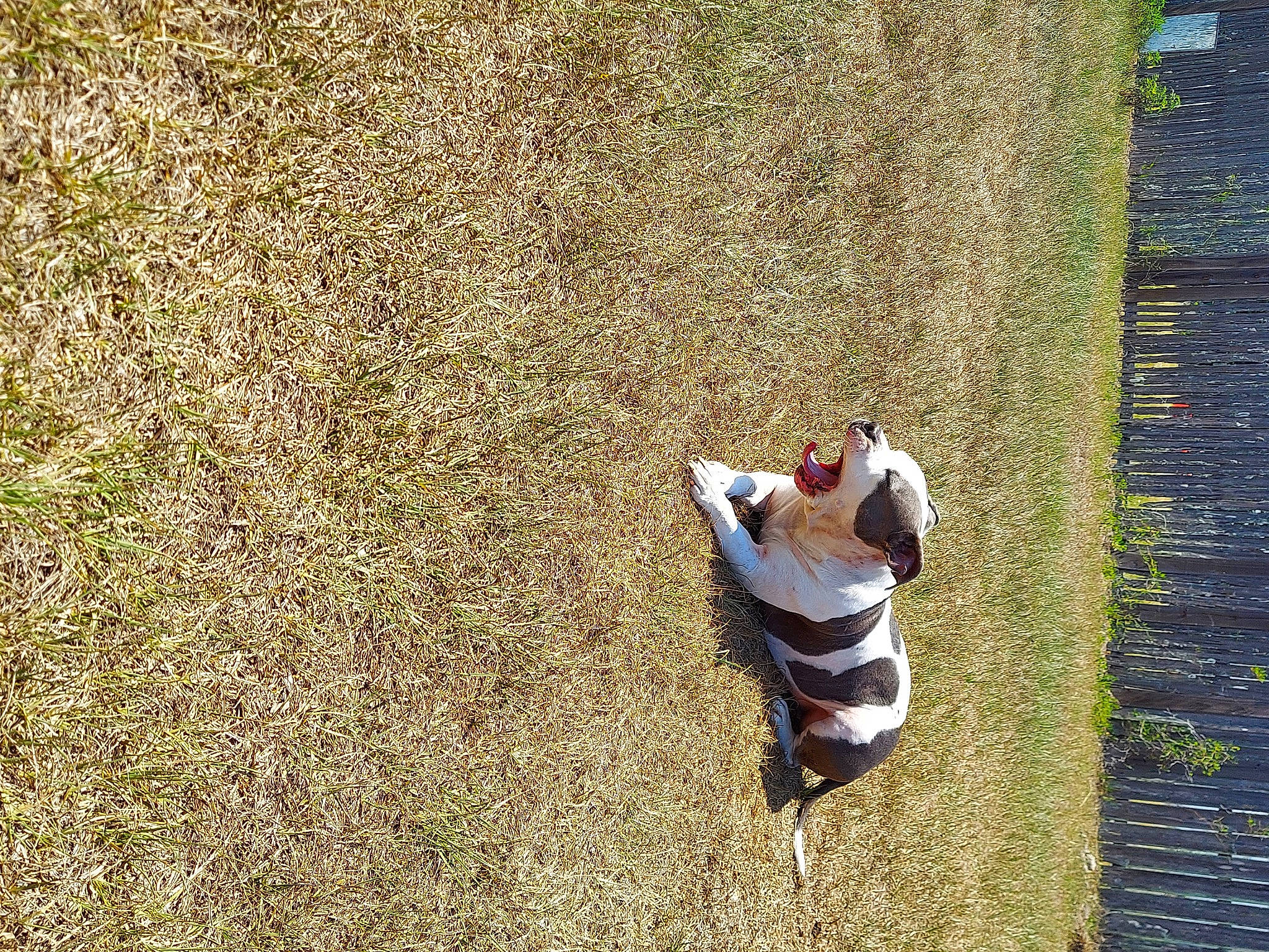 Archer joined the competition — help win amazing prizes! adventure, canidae, child, fun, grass, happy, landscape, leisure, people_in_nature, recreation, rock, shadow, sitting, soil, sporting_group, tree, trunk, wood