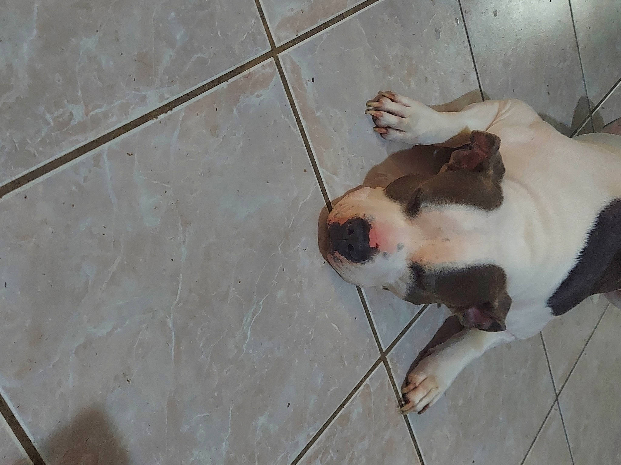 Archer joined the competition — help win amazing prizes! canidae, carnivore, cat, companion_dog, dog_breed, domestic_short_haired_cat, fawn, felidae, floor, flooring, fur, hardwood, leash, small_to_medium_sized_cats, snout, sporting_group, tail, whiskers, wood, working_animal