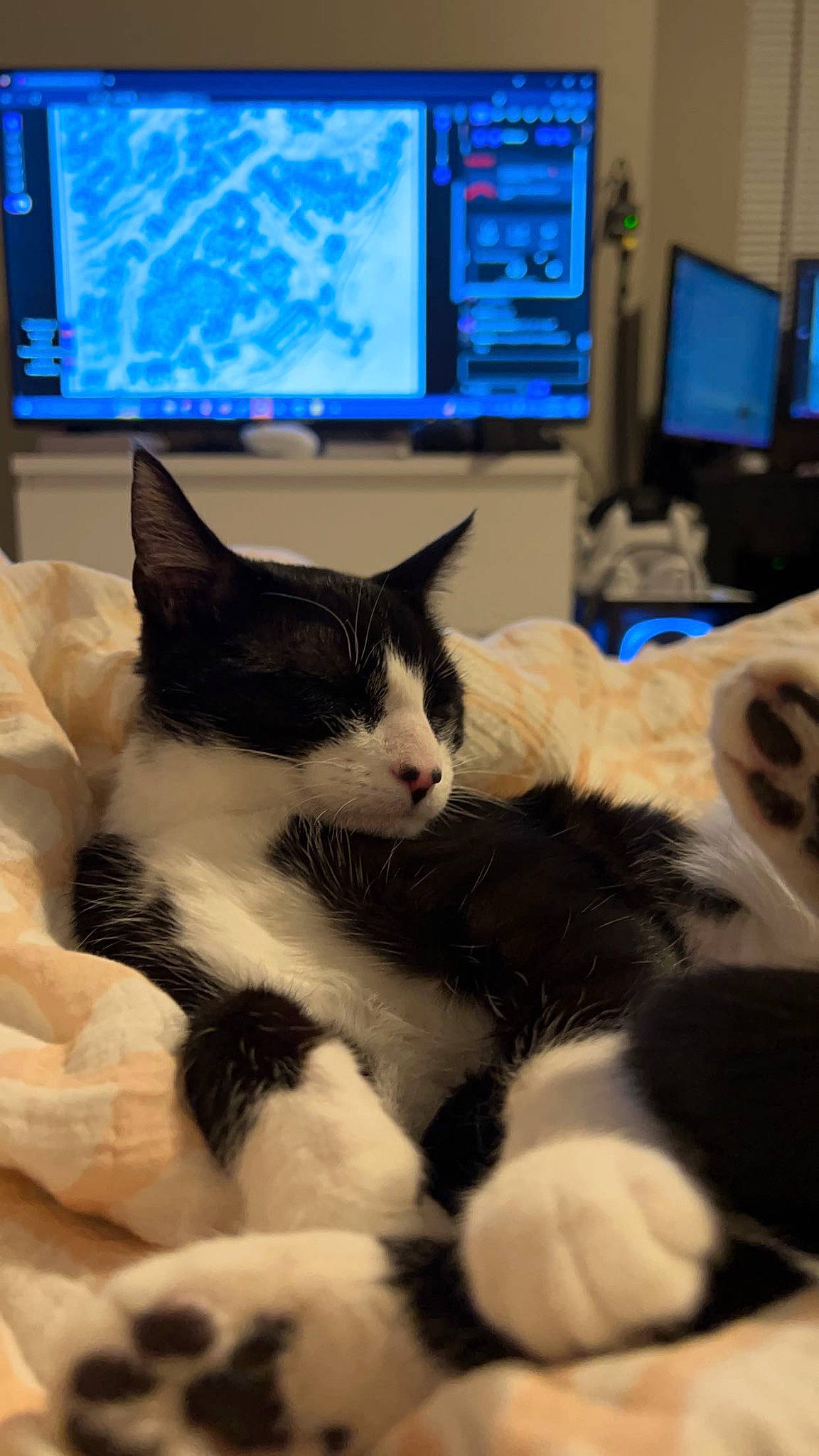 Mina is registered to the contest to win money with this photo: carnivore, cat, comfort, computer, computer_keyboard, computer_monitor, desk, desktop_computer, electronic_device, felidae, home_appliance, input_device, output_device, peripheral, personal_computer, small_to_medium_sized_cats, television, television_set, whiskers, window