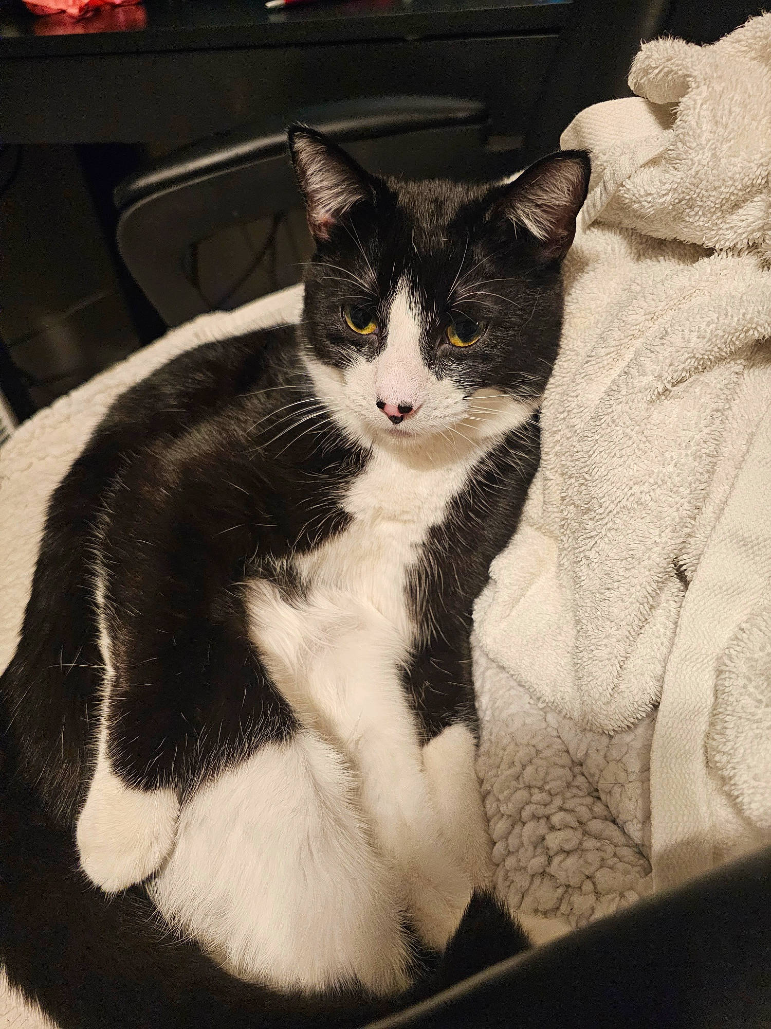 Mina is registered to the contest to win money with this photo: box, carnivore, cat, comfort, domestic_short_haired_cat, felidae, formal_wear, fur, human_leg, monochrome, monochrome_photography, paw, sitting, small_to_medium_sized_cats, snout, tail, whiskers, window