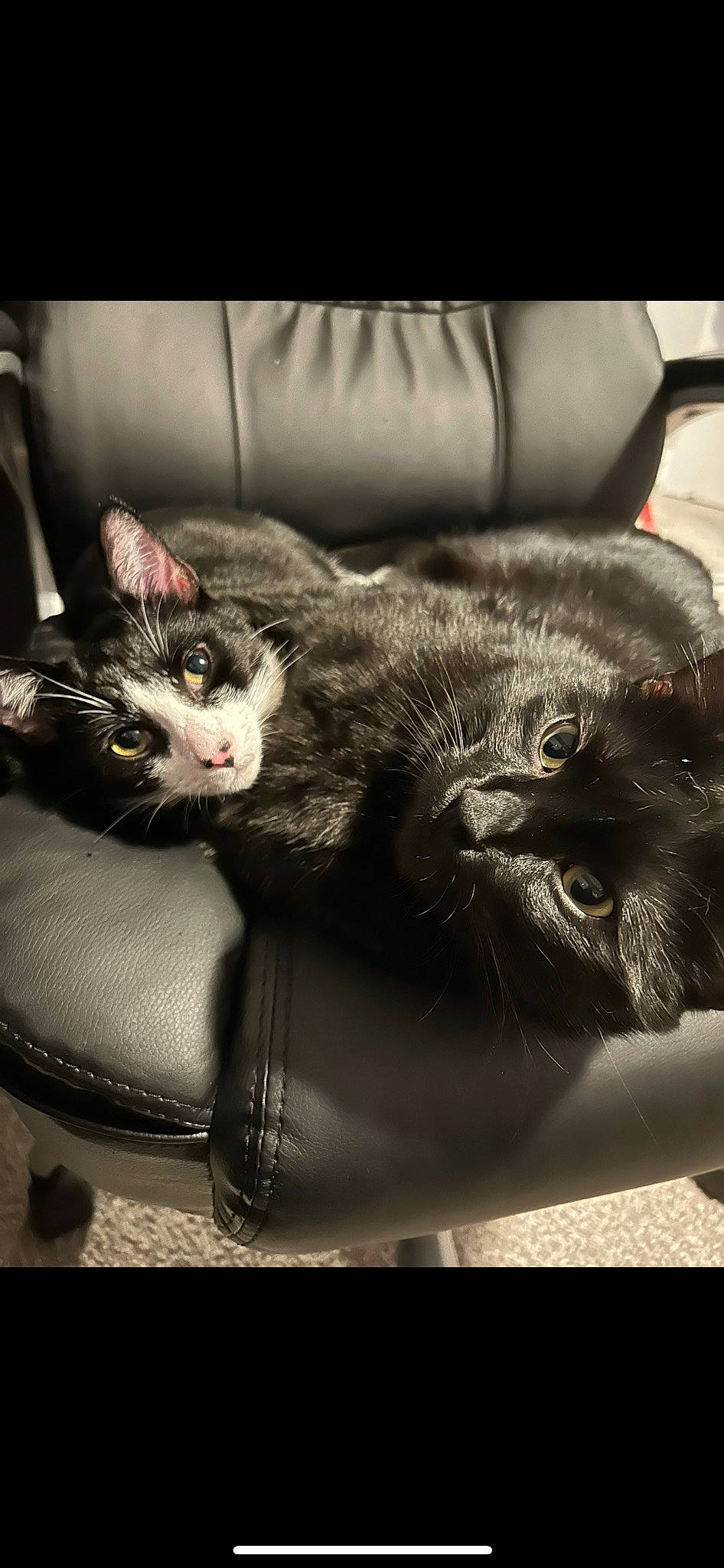 Mina joined the competition — help win amazing prizes! black_cat, carnivore, cat, claw, cloud, comfort, couch, darkness, domestic_short_haired_cat, felidae, fur, grey, monochrome, monochrome_photography, nap, paw, sitting, small_to_medium_sized_cats, tail, whiskers