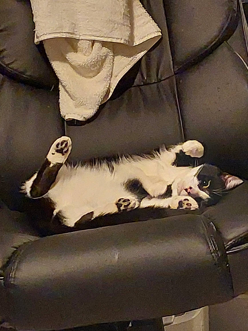 Mina is registered to the contest to win money with this photo: armrest, bag, car_seat, carnivore, cat, chair, collar, comfort, companion_dog, felidae, fur, human_leg, luggage_and_bags, mammal, seat_belt, sleeve, small_to_medium_sized_cats, tail, vertebrate, whiskers