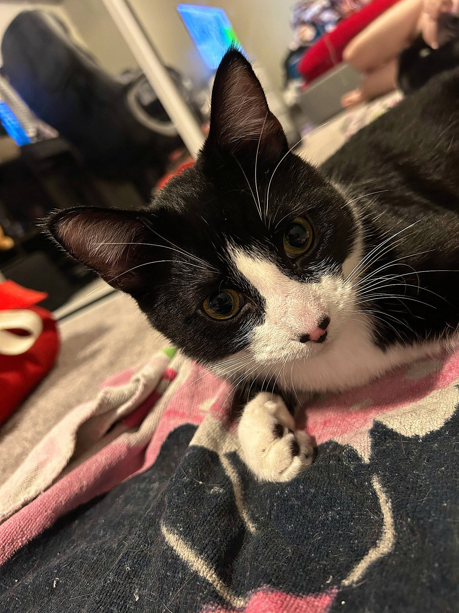 Mina joined the competition — help win amazing prizes! carmine, carnivore, cat, claw, cloud, comfort, domestic_short_haired_cat, felidae, foot, fur, human_leg, lap, linens, pattern, paw, small_to_medium_sized_cats, snout, tail, textile, whiskers