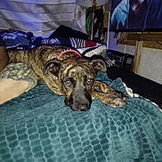 Cash is registered to the contest to win money with this photo: bed, bedding, blanket, brindle, canine, collar, comfort, couch, dog, fabric, fur, home, human_face_on_tv, indoor, lamp, pet, relaxed, resting, room, television
