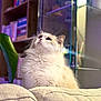 cat, fluffy, white, cream, indoor, furniture, couch, leaf, plant, bookshelf, books, glass_cabinet, soft_light, portrait, pet, curious, cozy, home, feline, looking_up