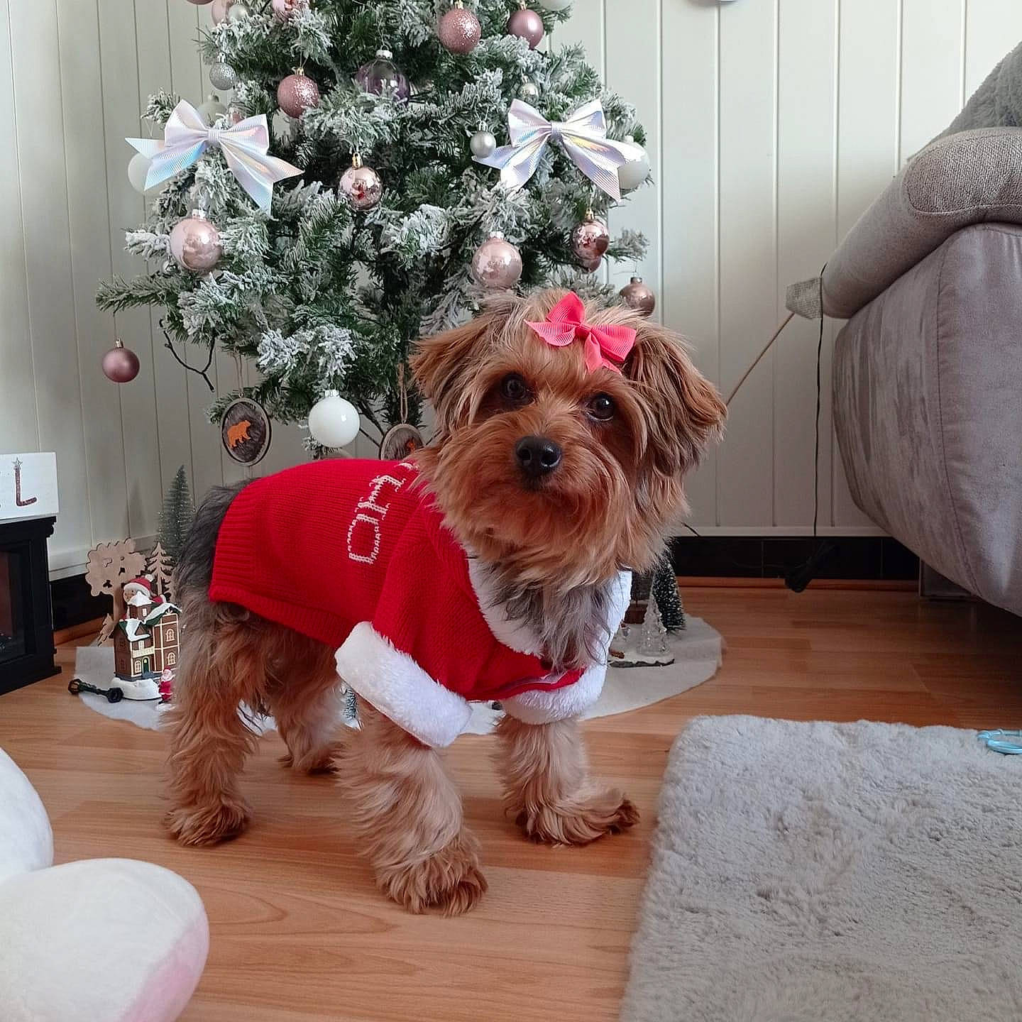 Chanel a rejoint le concours — aidez-le/la à gagner de superbes lots ! carnivore, christmas, christmas_decoration, christmas_ornament, christmas_tree, collar, companion_dog, dog, dog_breed, dog_clothes, dog_supply, event, fawn, fur, holiday, pet_supply, small_terrier, terrier, toy_dog, working_animal