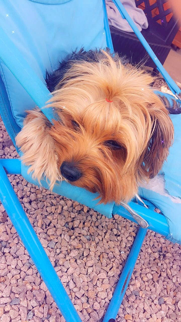 Chanel a rejoint le concours — aidez-le/la à gagner de superbes lots ! blue, canidae, carnivore, companion_dog, dog, dog_breed, dog_supply, electric_blue, fawn, flooring, fur, liver, pet_supply, small_terrier, snout, sporting_group, terrier, toy_dog, wood, working_animal