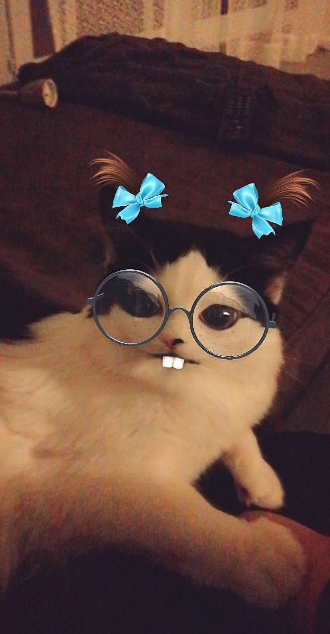 Pastis participe au concours pour gagner de l'argent avec cette photo : bangs, carnivore, cat, electric_blue, eyewear, fashion_accessory, fawn, felidae, fur, glasses, illustration, small_to_medium_sized_cats, snout, stuffed_toy, tail, textile, toy, vision_care, whiskers, wood