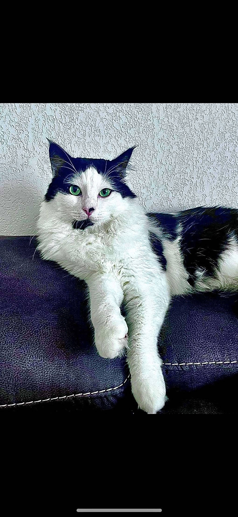 Pastis a rejoint le concours — aidez-le/la à gagner de superbes lots ! art, carnivore, cat, claw, domestic_short_haired_cat, electric_blue, felidae, fur, paw, sitting, small_to_medium_sized_cats, tail, terrestrial_animal, whiskers, window