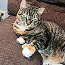 cat, tabby, striped_fur, pet, animal, couch, indoor, lounging, sitting, white_paws, orange_markings, whiskers, ears, green_eyes, close_up, portrait, relaxed, furniture, home, flash_photography