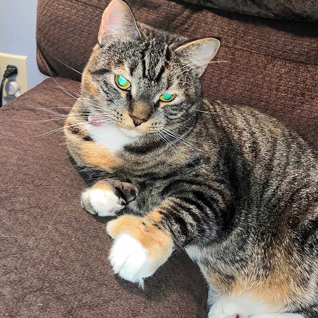 Loki