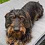 animal, black, brown, close_up, cushion, dog, ears, fur, furniture, garden, grass, gray, laying_down, outdoor, paw, pet, portrait, relaxed, snout, wire_haired_dachshund