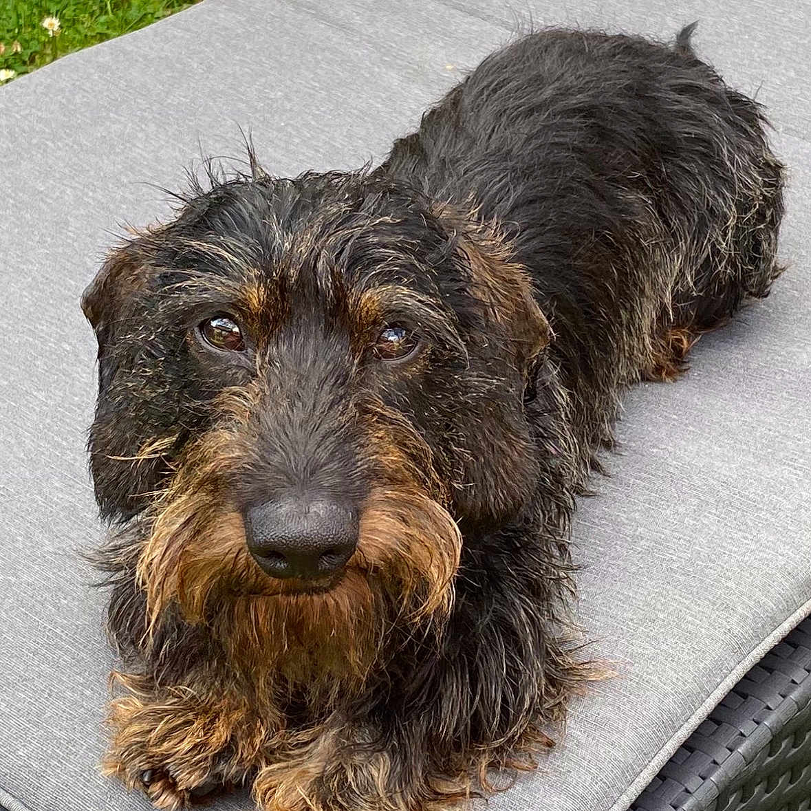 Jack participe au concours pour gagner de l'argent avec cette photo : animal, black, brown, close_up, cushion, dog, ears, fur, furniture, garden, grass, gray, laying_down, outdoor, paw, pet, portrait, relaxed, snout, wire_haired_dachshund